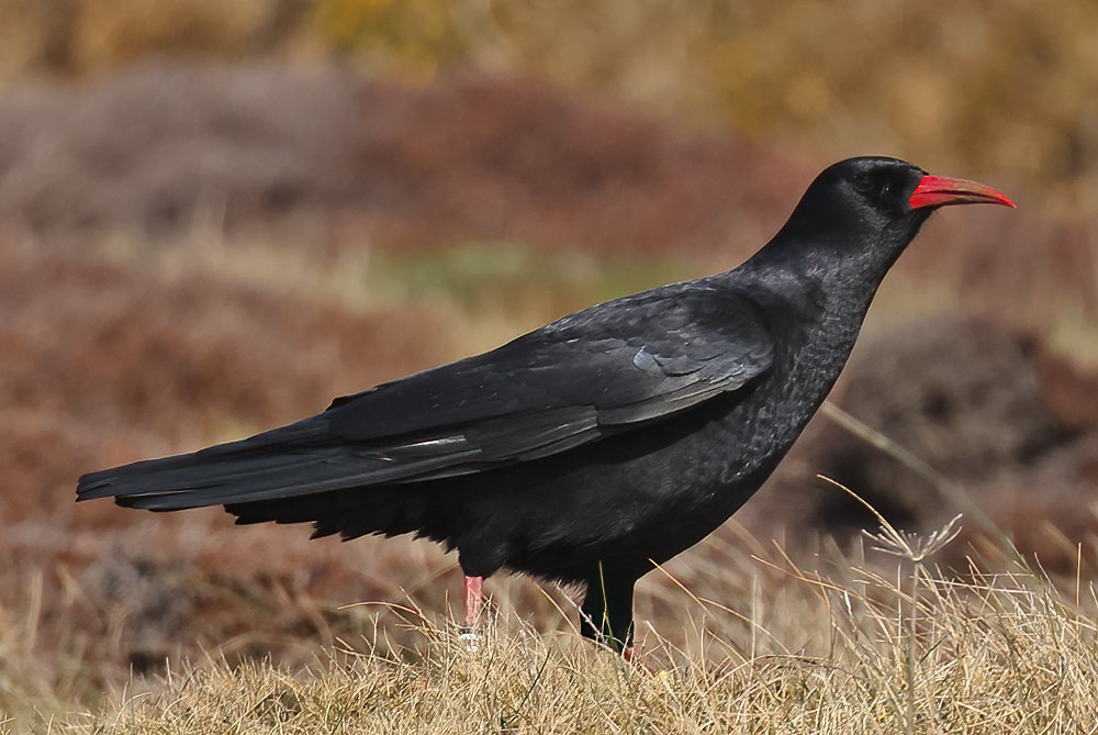 Chough